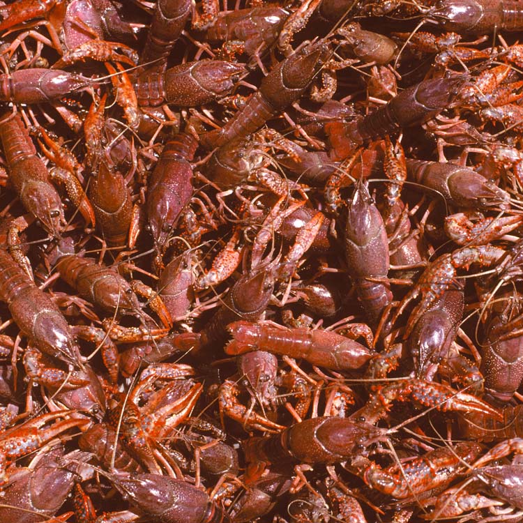 Crawfish raising tips offered at first producer meeting of the season 
